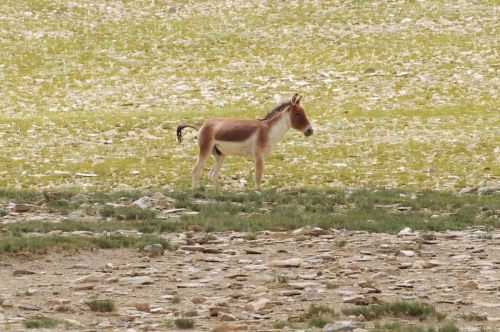 TREKKING IN LADAKH | CHANGTANG 2017